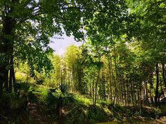 -东天目山风景区