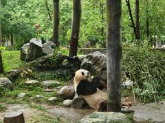-都江堰中华大熊猫苑