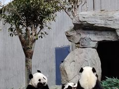 -卧龙中华大熊猫苑神树坪基地