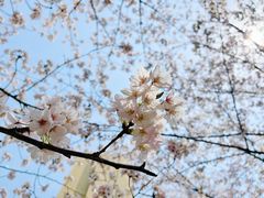 -高东镇樱花园