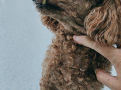 -汪喵宠物医院·骨科心脏影像·犬猫急重症ICU诊疗中心(成华分院)