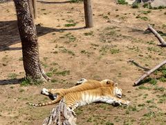 -西霞口神雕山野生动物世界