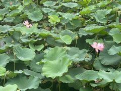 -天津东丽湖风景区