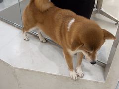 -共舞时光猫咖·狗咖(新街口店)