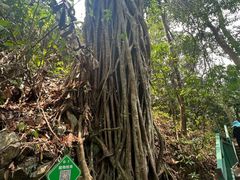 -西双版纳原始森林公园