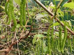 -呀路古热带植物园