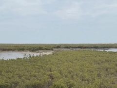 -北海金海湾红树林生态旅游区