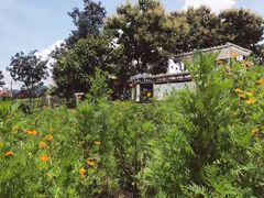 -黄色小屋