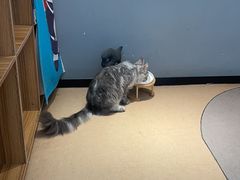 -御宝贝·A梦猫科宠物医院(国际猫友好医院)
