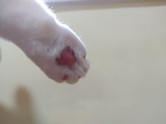 -Meowの猫咖(万家丽店)