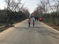 -天王浮山樱花园