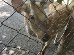-海南热带野生动植物园