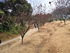 -南国桃园旅游度假区