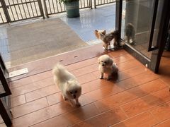-千城康桥宠物医院·猫科·骨科·心脏