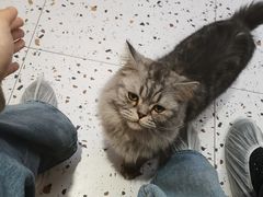 -Umiao与猫咖啡 猫咖