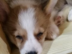 -浣熊柯尔鸭土拨鼠·电玩咖