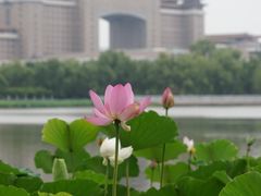 -莲花池公园