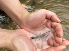 -广州白江湖森林公园