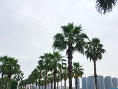 -金沙湖公园