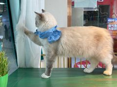 -喵喵咪呀布偶猫咖(春熙路店)