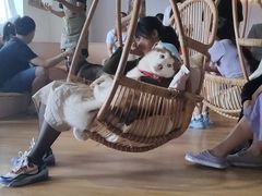 -Husky Go! 哈士奇体验馆·宠物咖啡厅狗咖