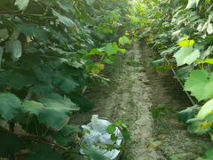 -马陆小张葡萄园农家乐