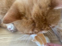 -平行世界·猫咖(首经贸店)