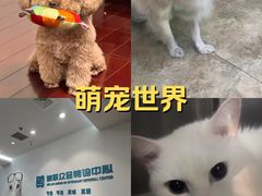 -美联众合动物医院·24h转诊中心