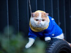 -Oh My Dog宠物沙龙(伊珊娜皮毛护理店)