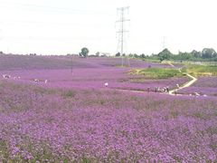 -紫颐香薰山谷景区