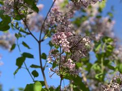 -远洋未来广场(育慧北路店)