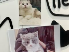 -瑞派·关忠动物医院·猫专科·犬专科(三环新城店)