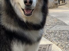 -瑞派长江宠物医院·猫科·外科·24小时夜护(谊城公寓分院)