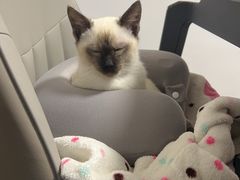 -伟伟宠物医院·瑞派猫友好医院·猫科(光谷店)