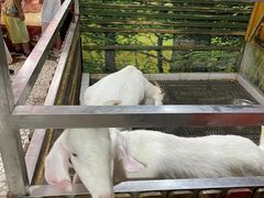 -上海大自然野生昆虫馆(东方明珠·爬宠昆虫探索中心)