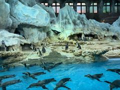 -帝企鹅自助餐厅•儿童岛•真企鹅(长隆企鹅酒店)