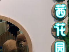 -藦茜花园宠物主题亲子互动体验馆(国顺东路店)