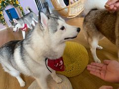 -Husky Go! 哈士奇体验馆·宠物咖啡厅狗咖