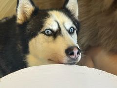 -喵小馆·猫咖狗咖猪咖·饮品店