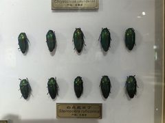 -上海昆虫博物馆