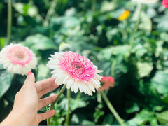 -芽庄珍珠岛游乐园