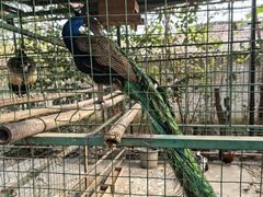 -瑞丽独树成林风景区