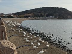-烟墩角天鹅湖
