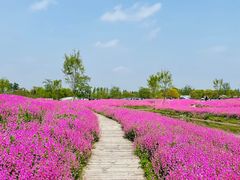 -花开海上生态园