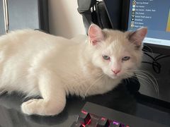 -糯米喵星人总部直营旗舰店·猫舍·幼猫出售