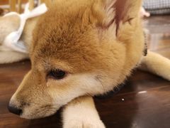 -豆柴町-柴犬主题狗咖(红鼎国际C座店)