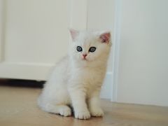 -糯米喵星人总部直营旗舰店·猫舍·幼猫出售