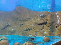 -梦幻海洋王国(吾悦广场张家港店)