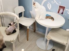 -喵的天空名猫咖啡馆·撸猫·猫舍·用品