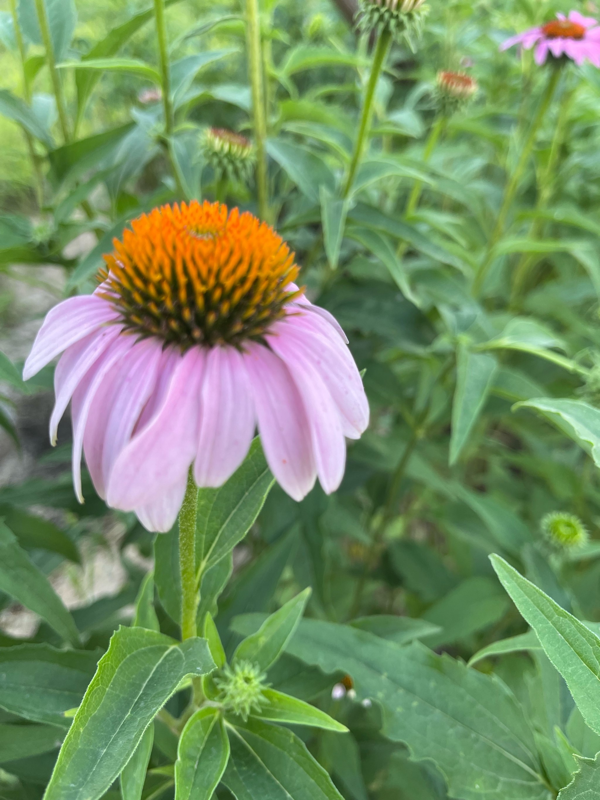 夏天的风景图片花草图片